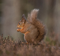 Red Squirrel